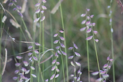 Bouteloua chondrosioides