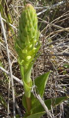 Satyrium parviflorum