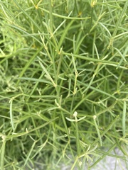 Alternanthera filifolia