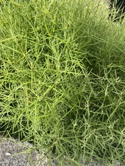Alternanthera filifolia