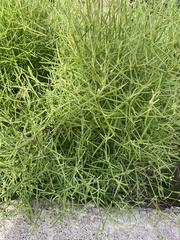 Alternanthera filifolia