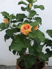 Malvaceae