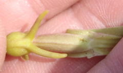 Satyrium parviflorum