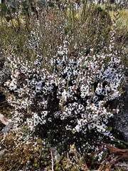 Leucopogon microphyllus pilibundus