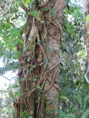 Ficus watkinsiana