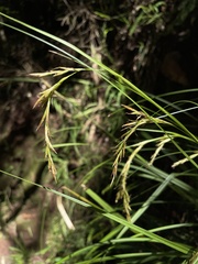 Carex lancea