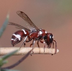 Microdynerus