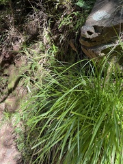 Carex lancea