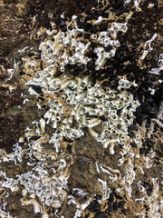 Galeolaria caespitosa