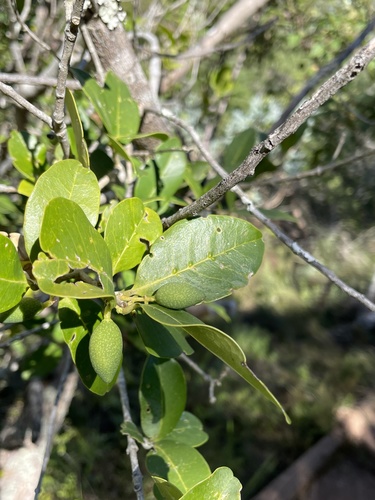 Noronhia foveolata, photograph 3