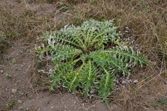 Cirsium andrewsii
