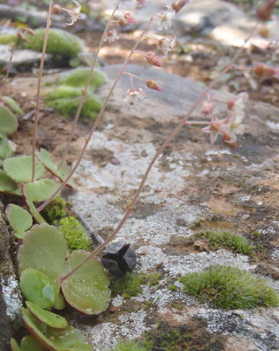 Crassula umbella