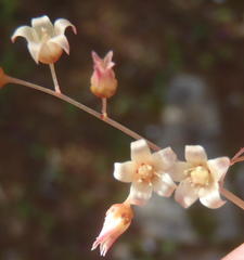 Crassula umbella