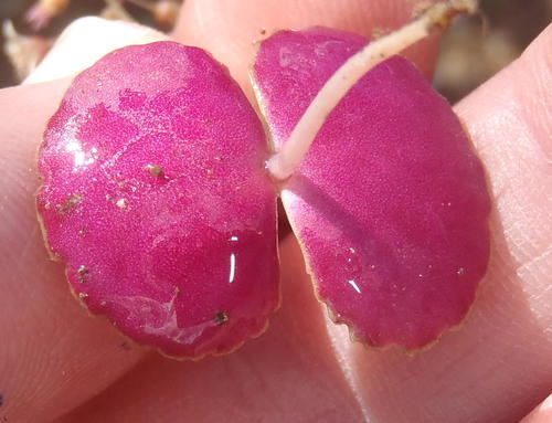 Crassula umbella