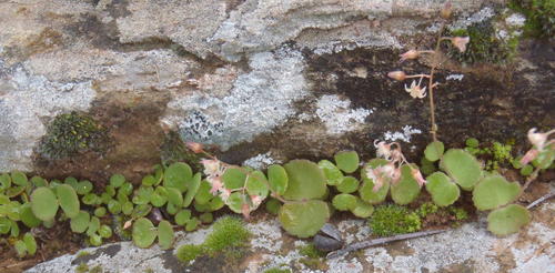 Crassula umbella