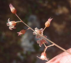 Crassula umbella