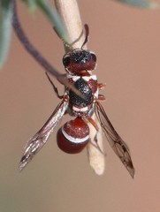 Microdynerus