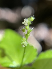 Leidesia procumbens
