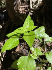 Leidesia procumbens