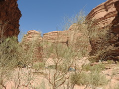 Retama raetam