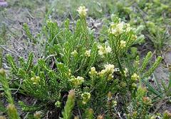 Passerina galpinii