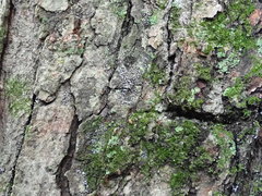 Proliferodiscus pulveraceus