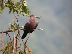 Patagioenas flavirostris