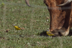 Motacilla flava flava