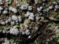 Proliferodiscus pulveraceus