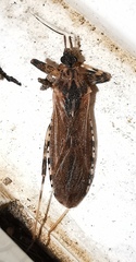 Oncocephalus squalidus