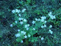 Chaenostoma campanulatum
