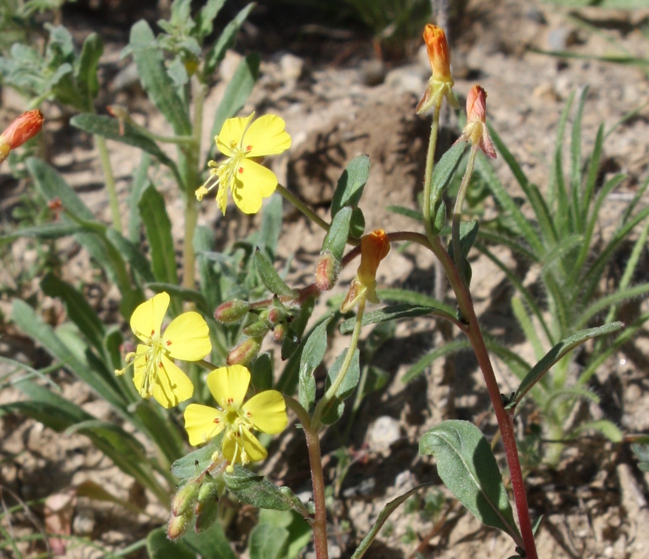 Camissoniopsis ignota