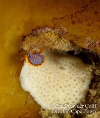 Ochlesis lenticulosus