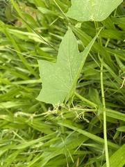 Echinocystis lobata