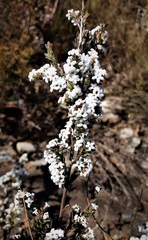 Leucopogon microphyllus pilibundus