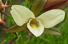 Eulophia calanthoides