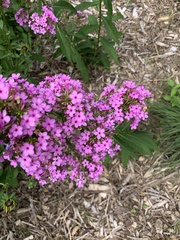 Phlox carolina
