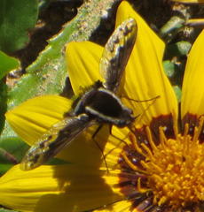 Triplasius bivittatus