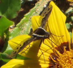 Triplasius bivittatus