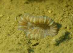 Trachyphyllia