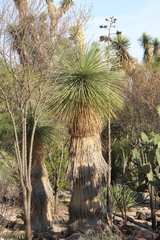 Yucca queretaroensis