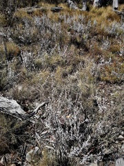 Leucopogon microphyllus pilibundus