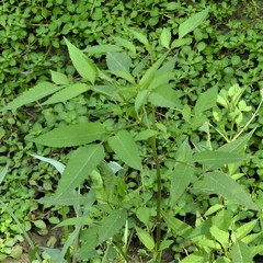 Bidens frondosa