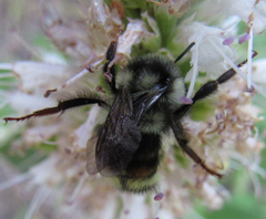Bombus bifarius