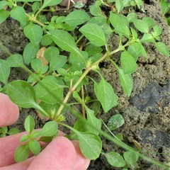 Ludwigia palustris