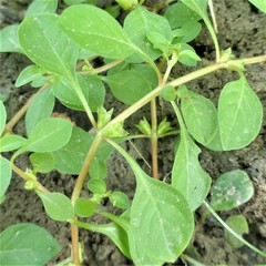 Ludwigia palustris