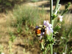 Bombus huntii