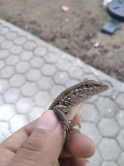 Aspidoscelis communis