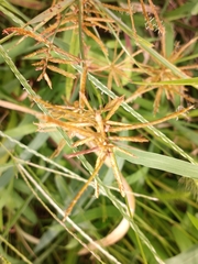 Cyperus esculentus leptostachyus
