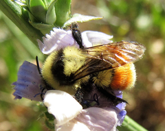 Bombus huntii